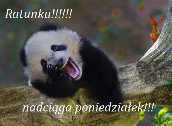 Panda woła na pomoc jutro poniedziałek